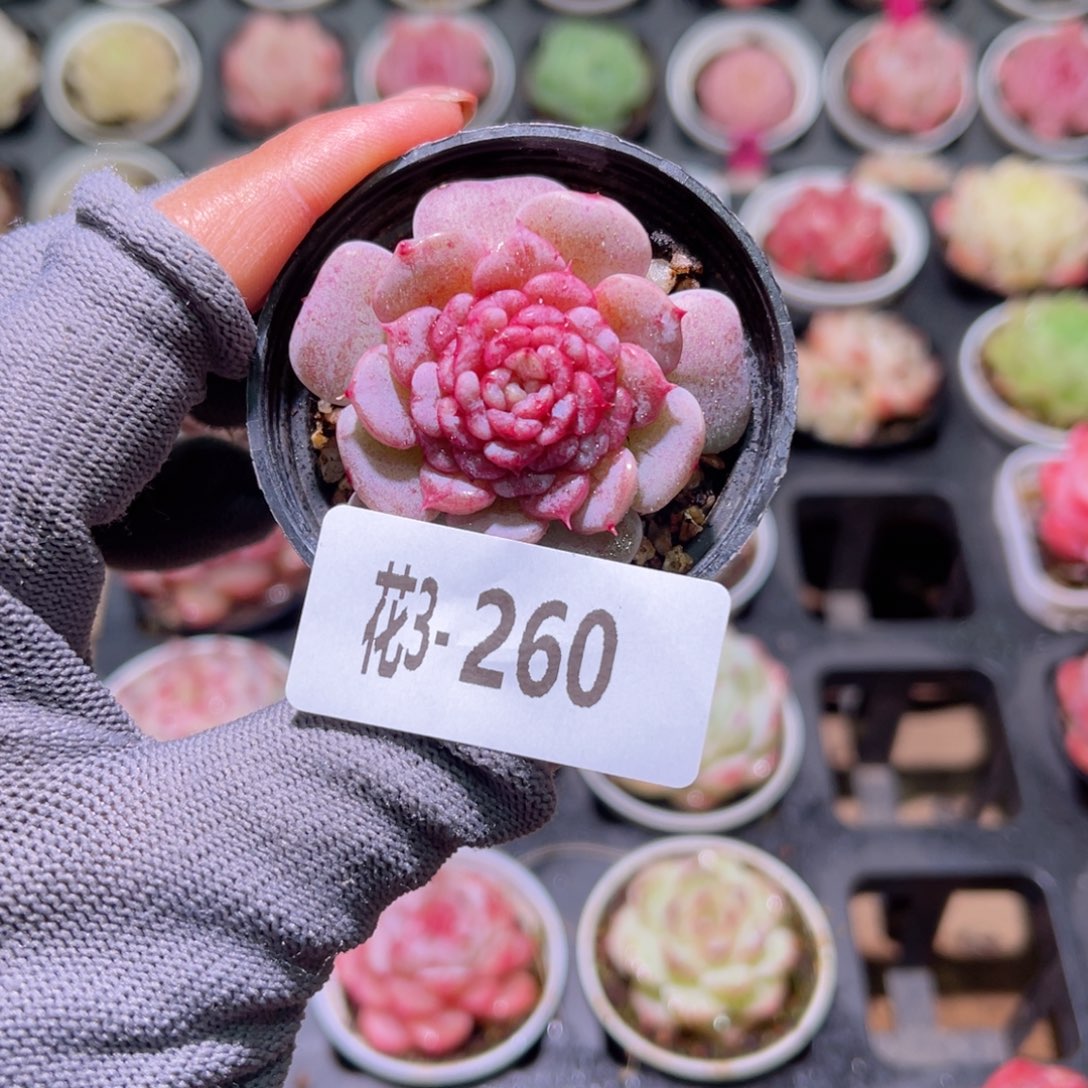 花03-260落霞单头