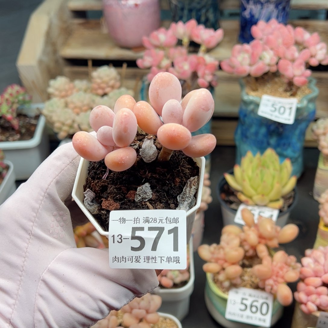 蛋黄奶多肉多肉多肉多肉多肉