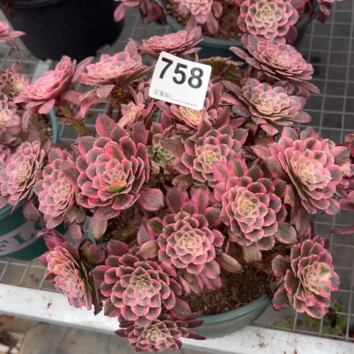 758红铜超白朵朵25厘米左右半木