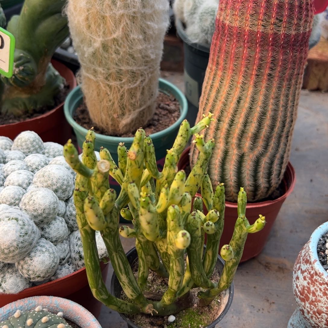 珊瑚树随机一颗。 