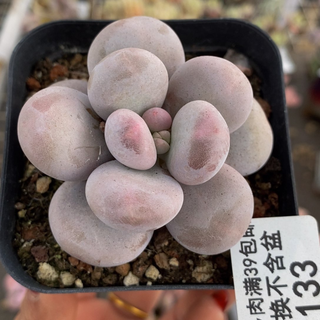 芭比奶酪133/5c m