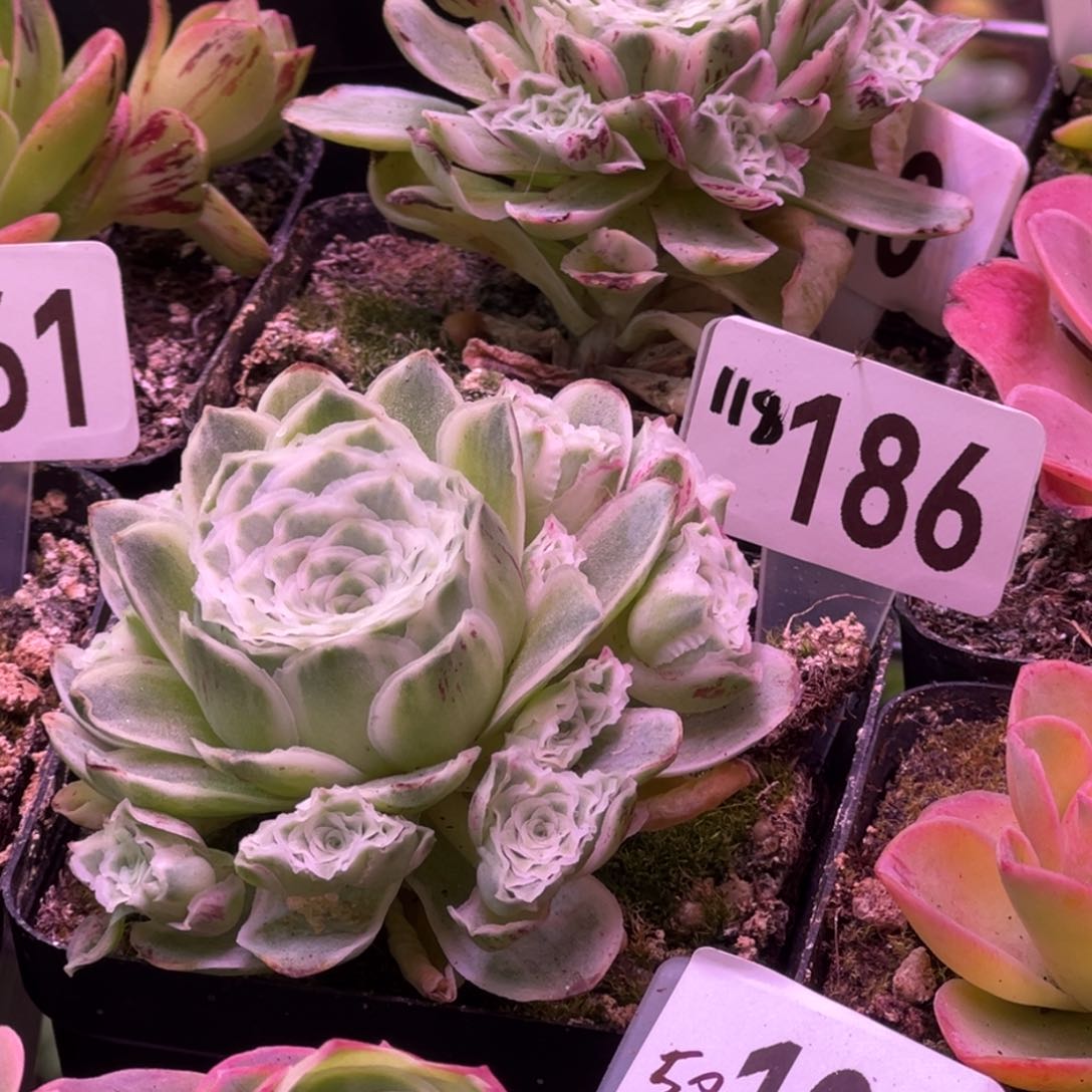 秋夕186山地玫瑰多肉