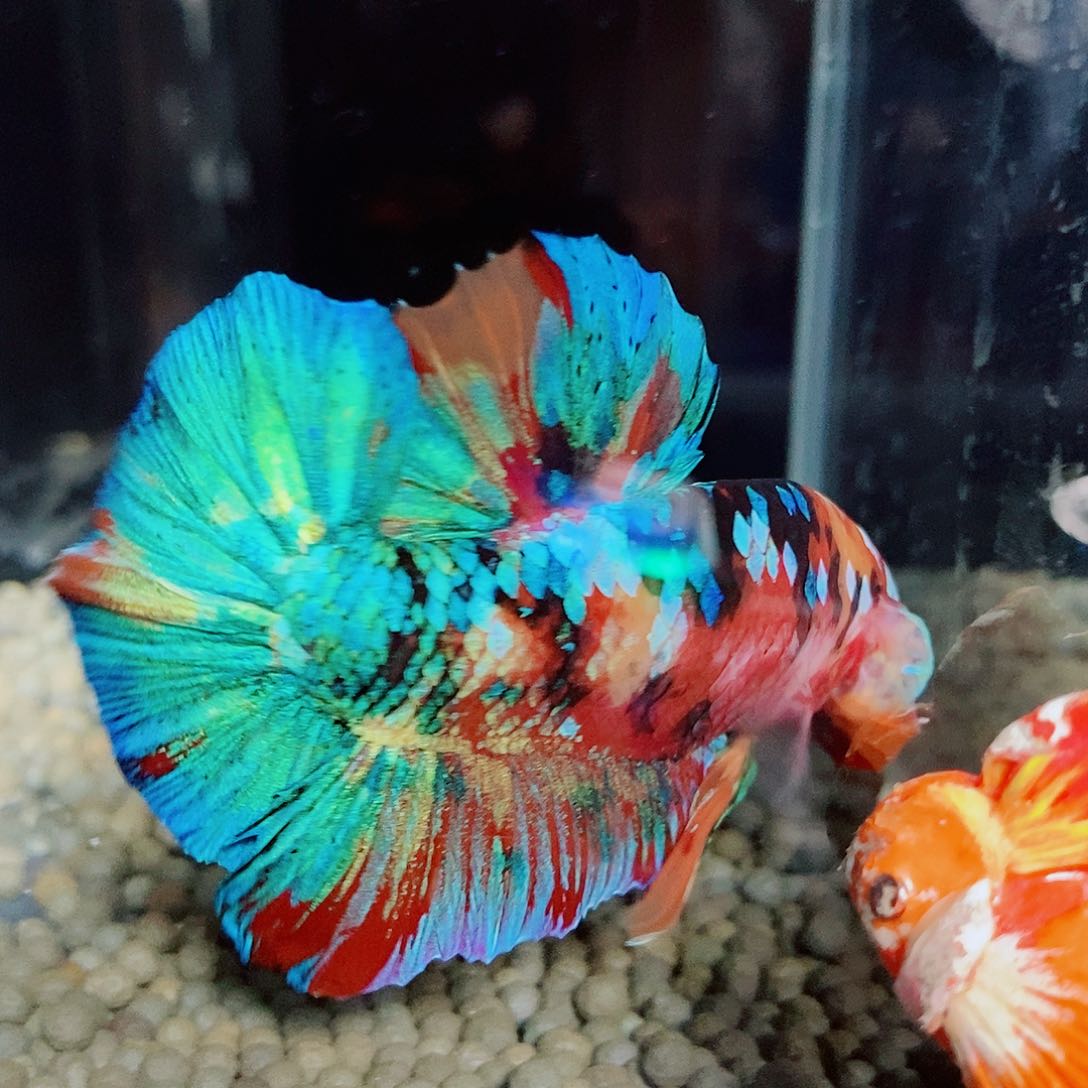 耗***哥斗鱼黑119号巨斗将军