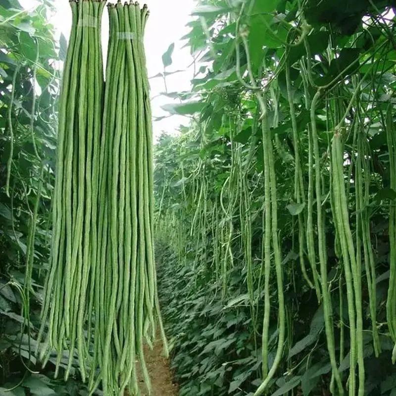春秋庭院种蔬菜豇豆干枝梅特长豆角种子中早熟长达1.2米特四季菜