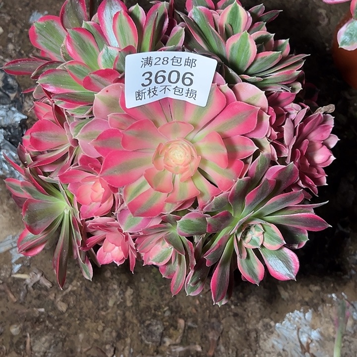 3606粉女郎多肉植物
