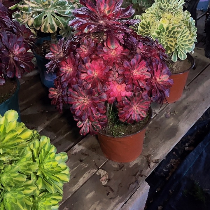 香奈儿法师锦007