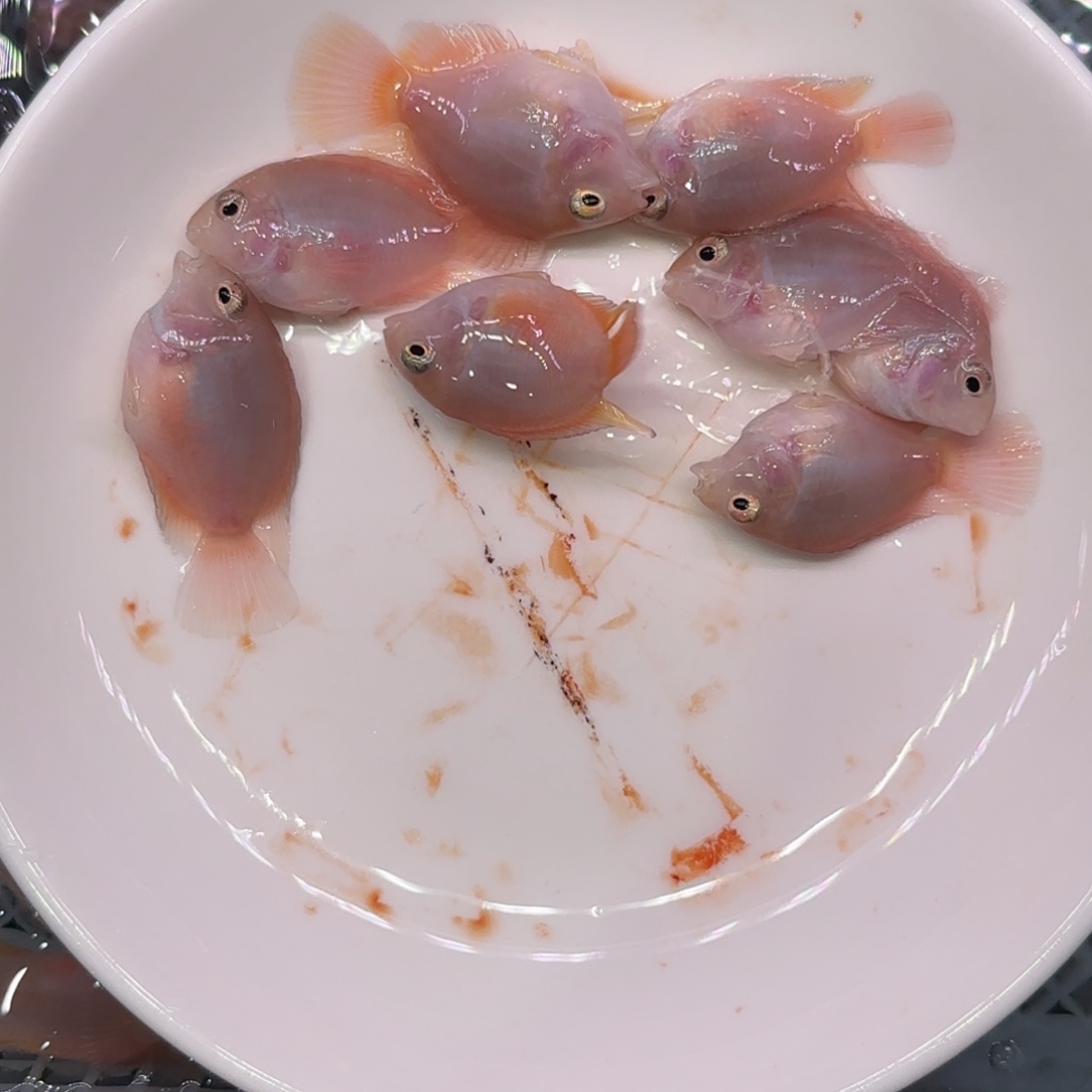 海水鱼胭脂粉8挑不分公母