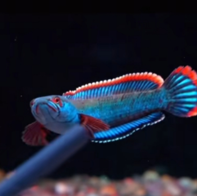 雷龙鱼观赏鱼水族血一眼镜蛇鱼鬼王