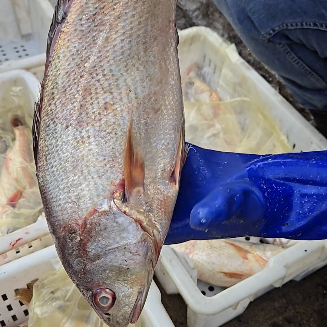 w山东日照野生海捕黄姑鱼顺丰冷链包邮