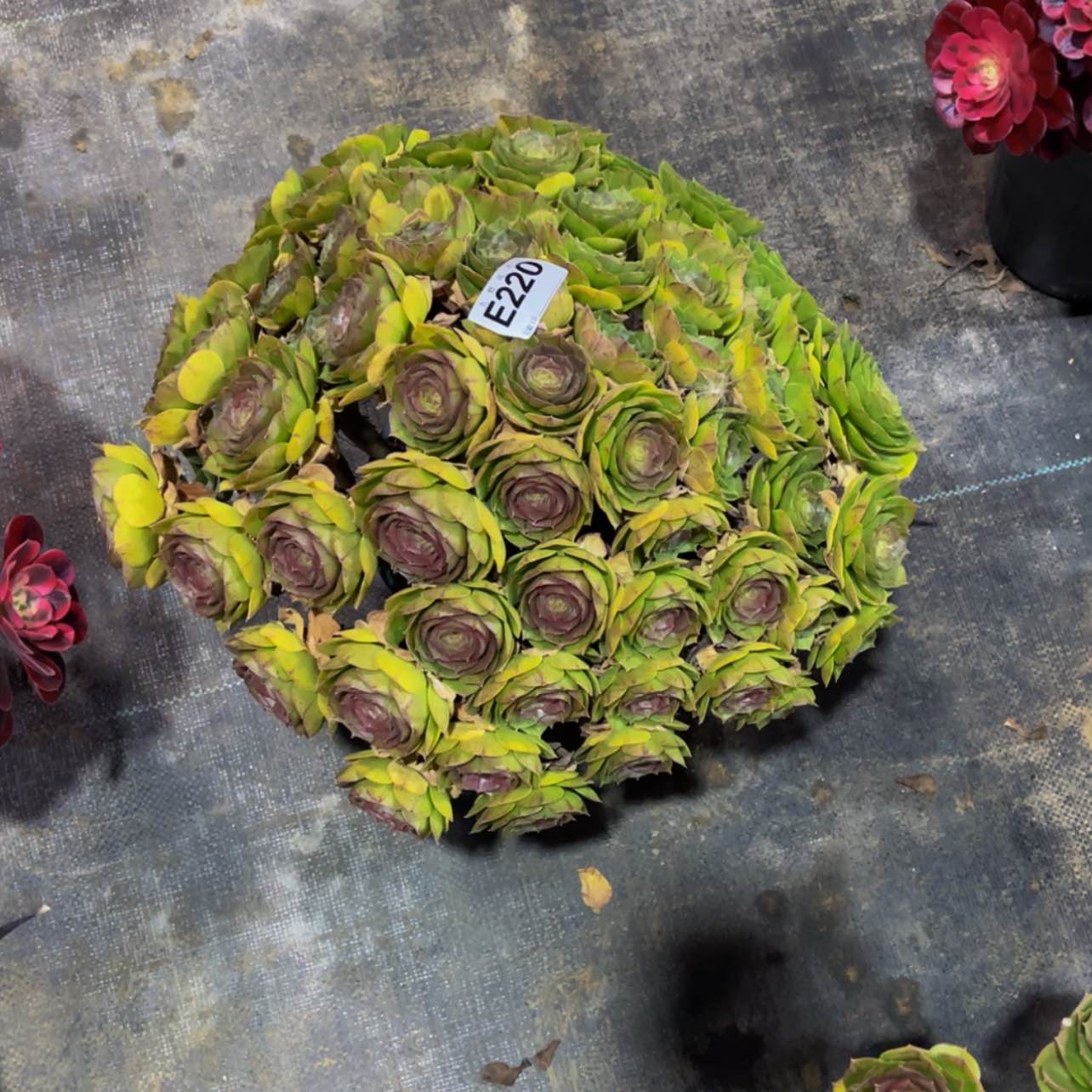 【闪购商品】22000