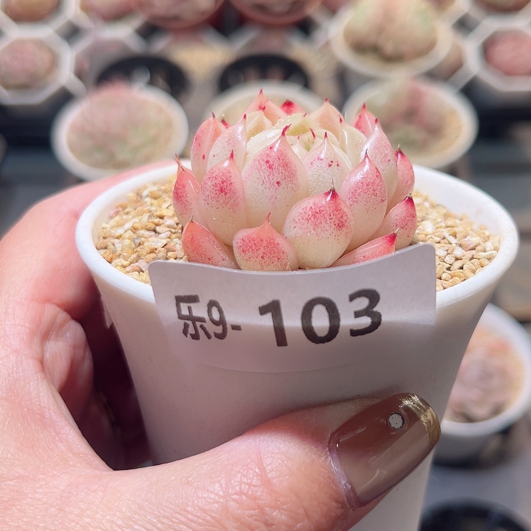 乐9-103 麦秆单头 