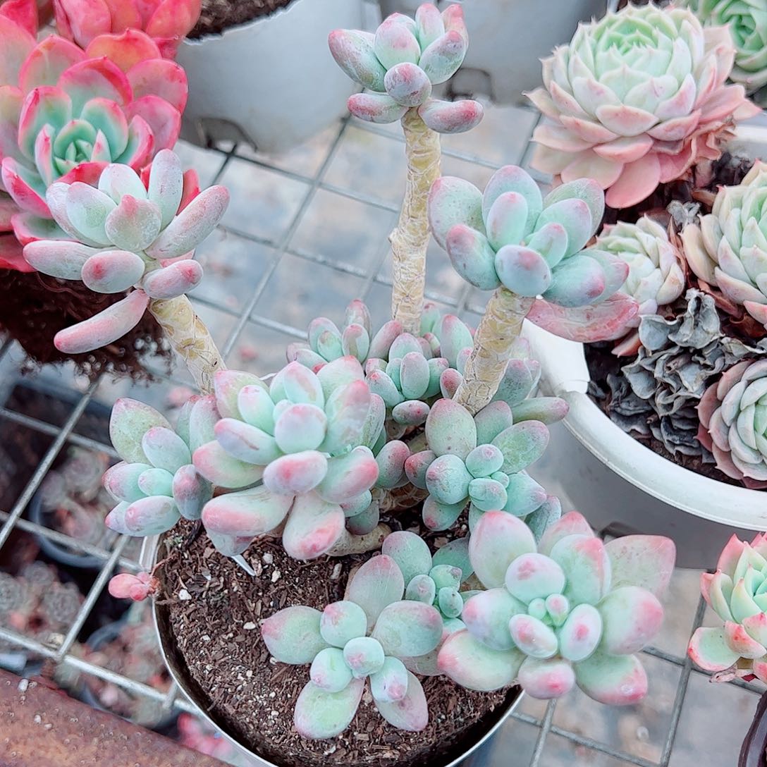 苹果奶多头群生老桩