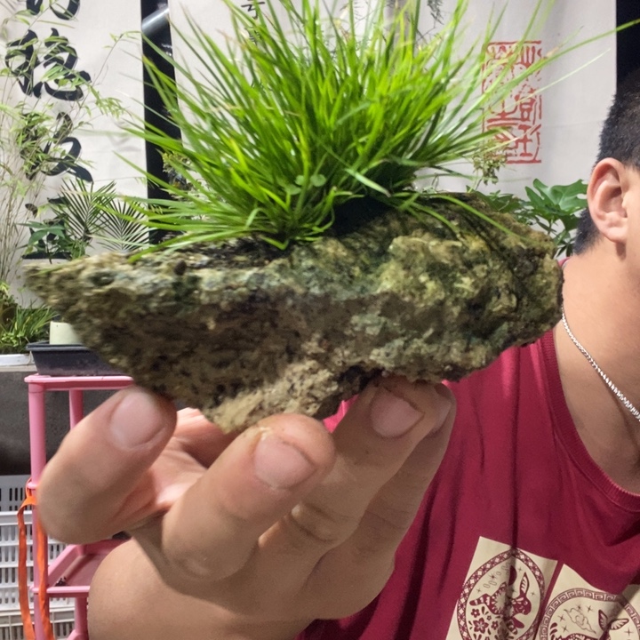 以实际为准盆景盆栽绿植6