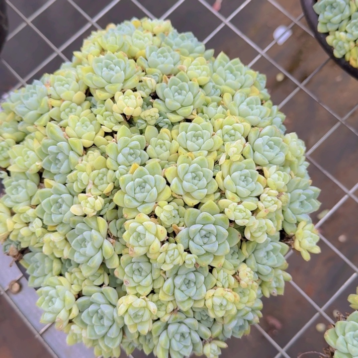 厚叶月影大群生整装