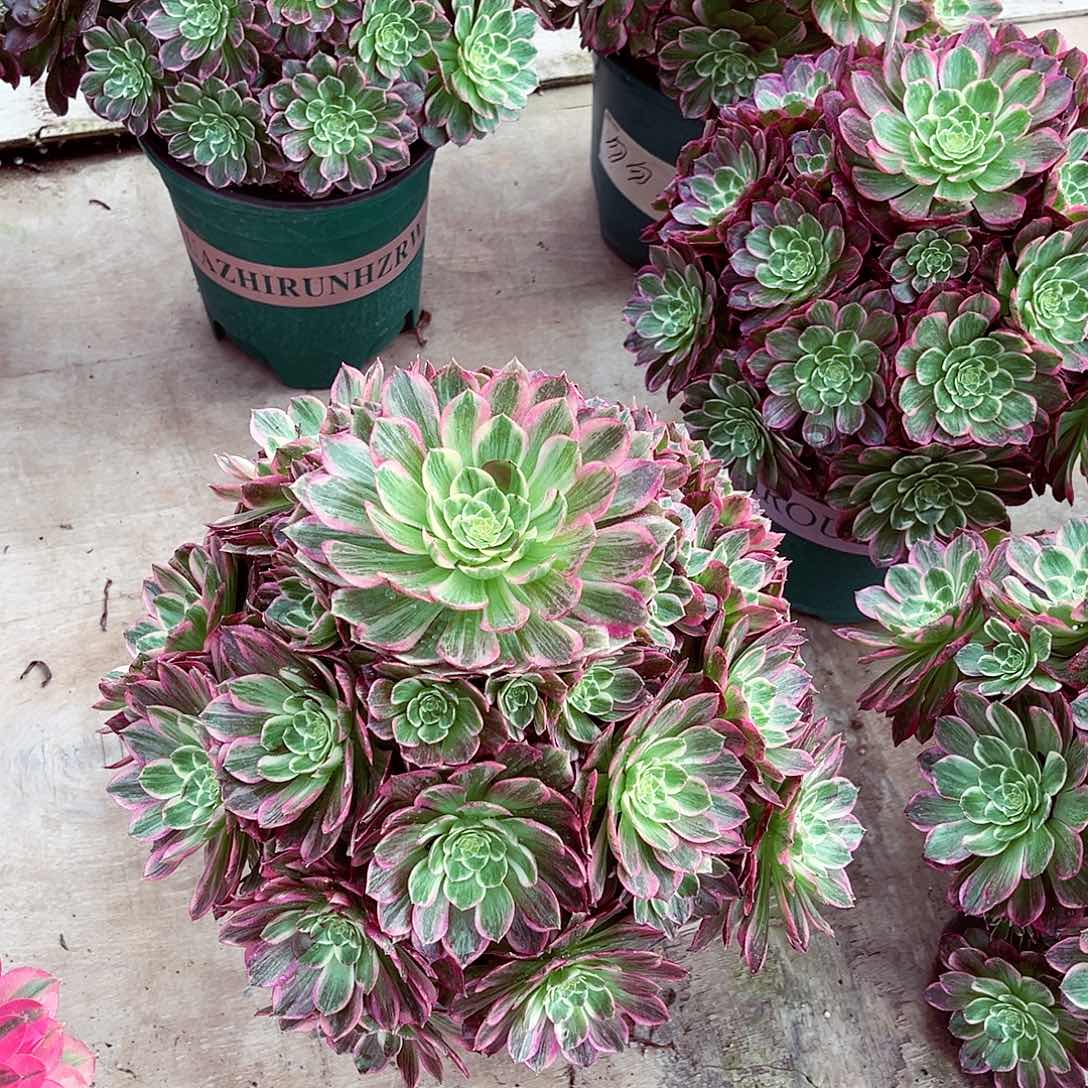 法师多肉植物万彩灯