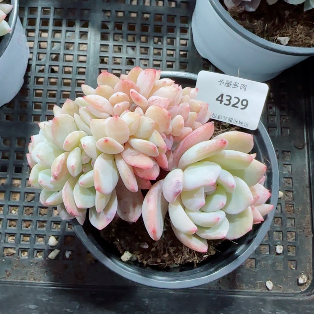 橙子小树缀，4329多肉