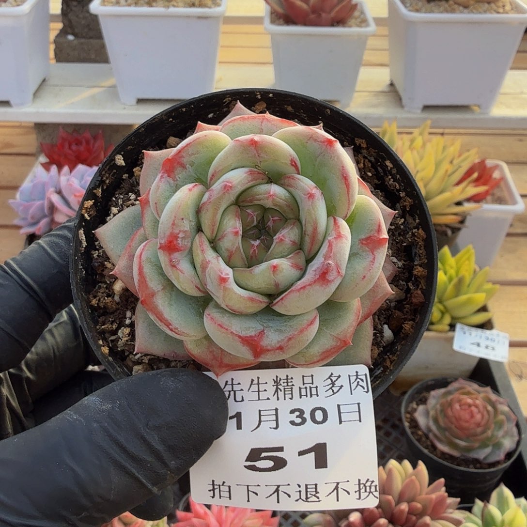 1130-51长相思单头