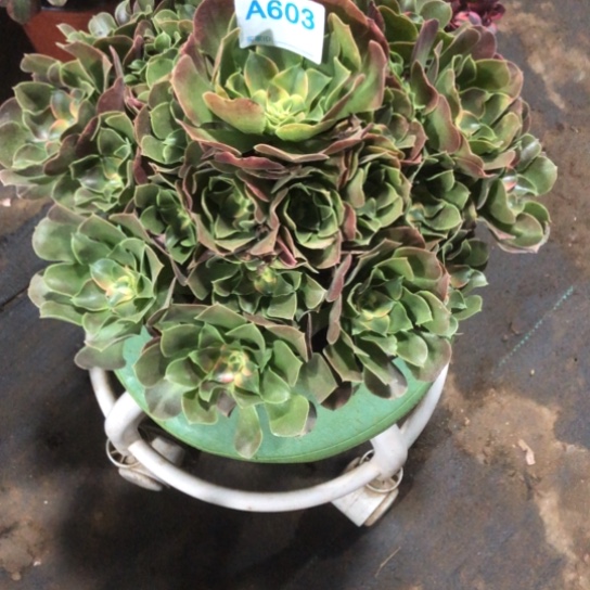 丫***宝无花朵香妃法师多肉植物603号