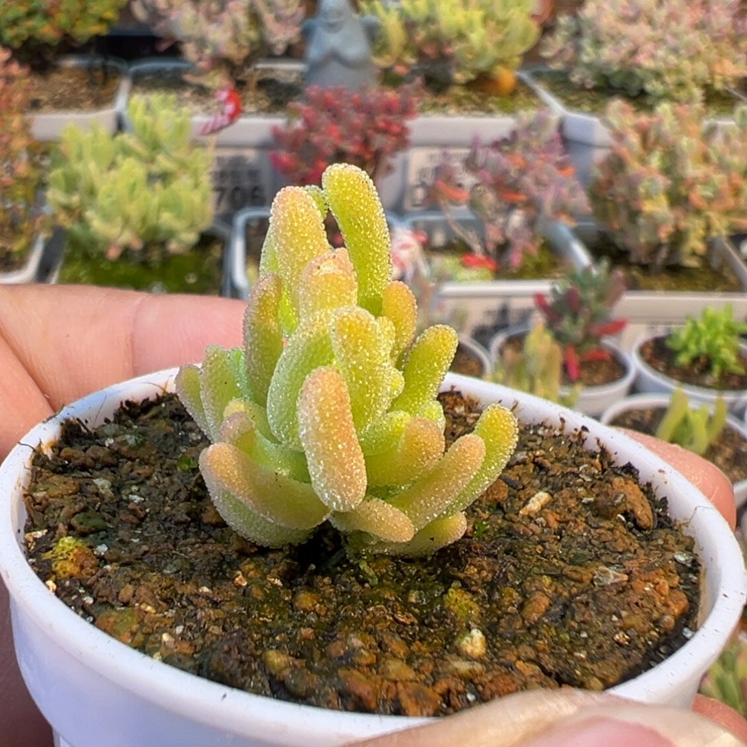 1-460红叶黄锦今日福利枝干番杏多肉