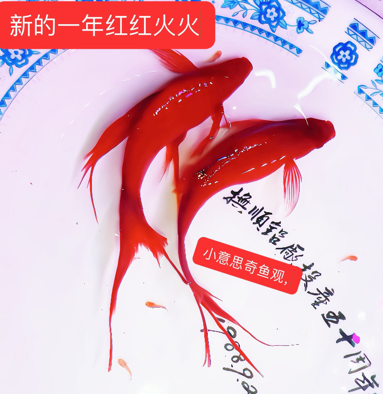 高帆燕尾红剑，双尾红剑鱼红剑鱼小型鱼热带鱼性格温和适合新手，