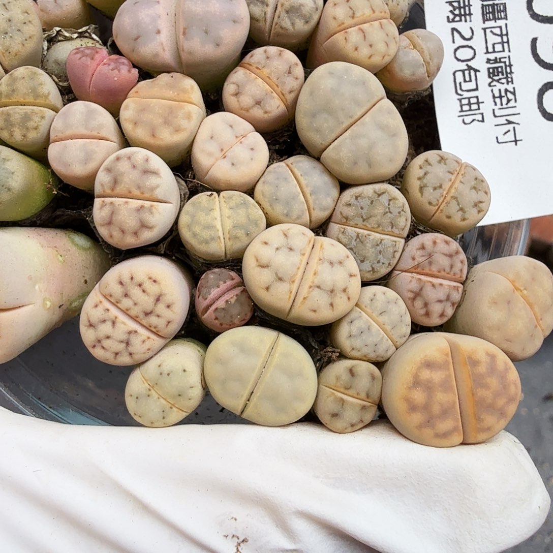 我想说什么我会和他们098不