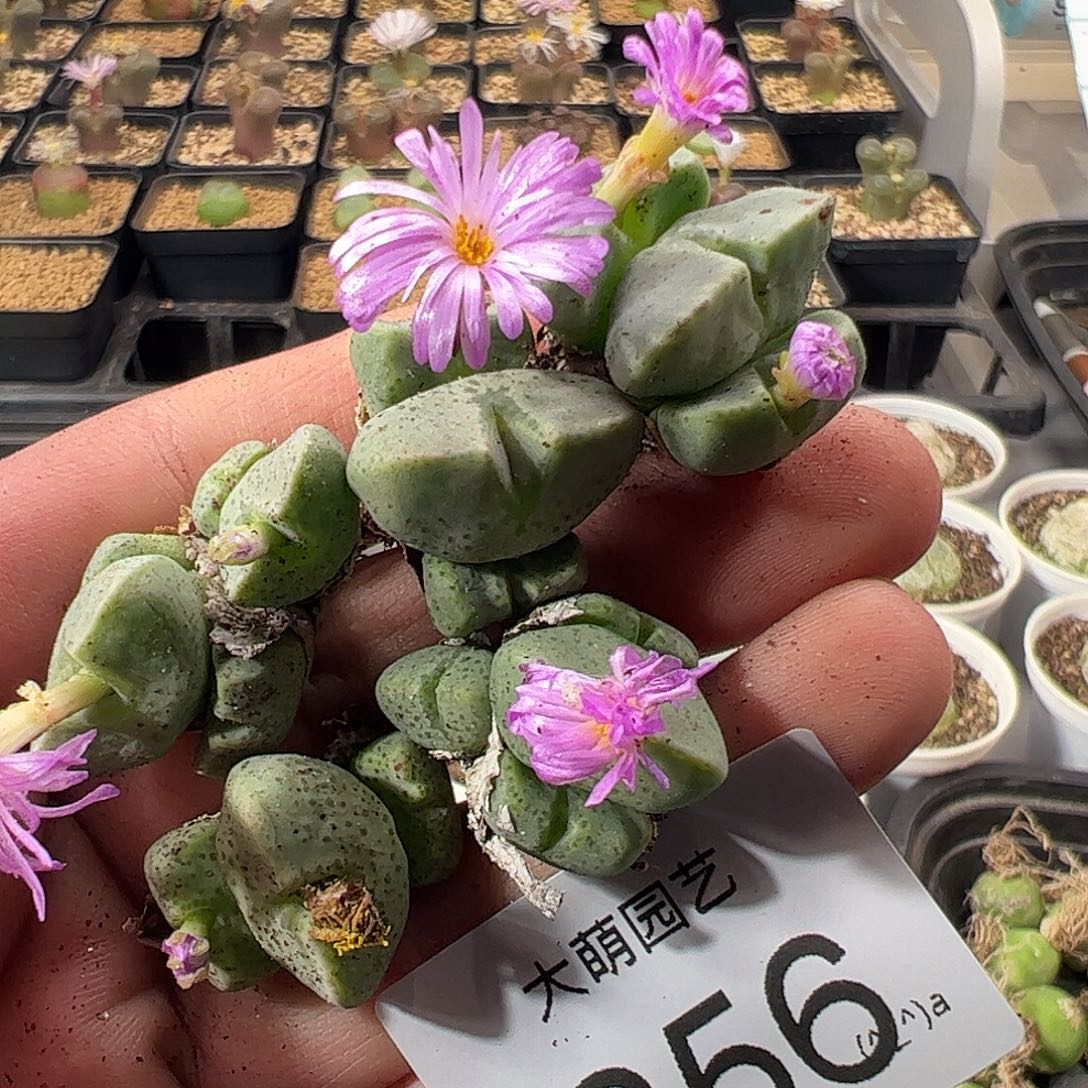 一物一拍。        256