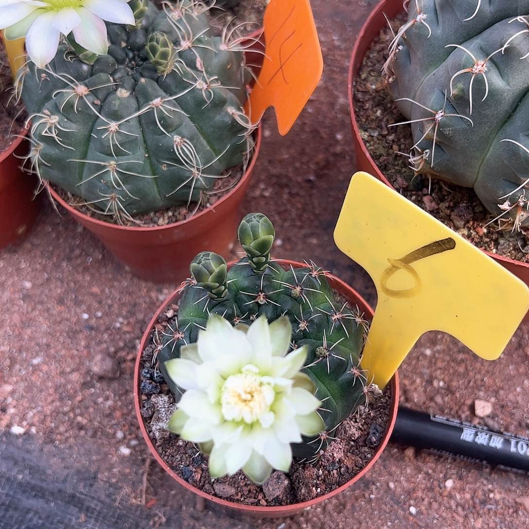 绿绯，偏远不包邮