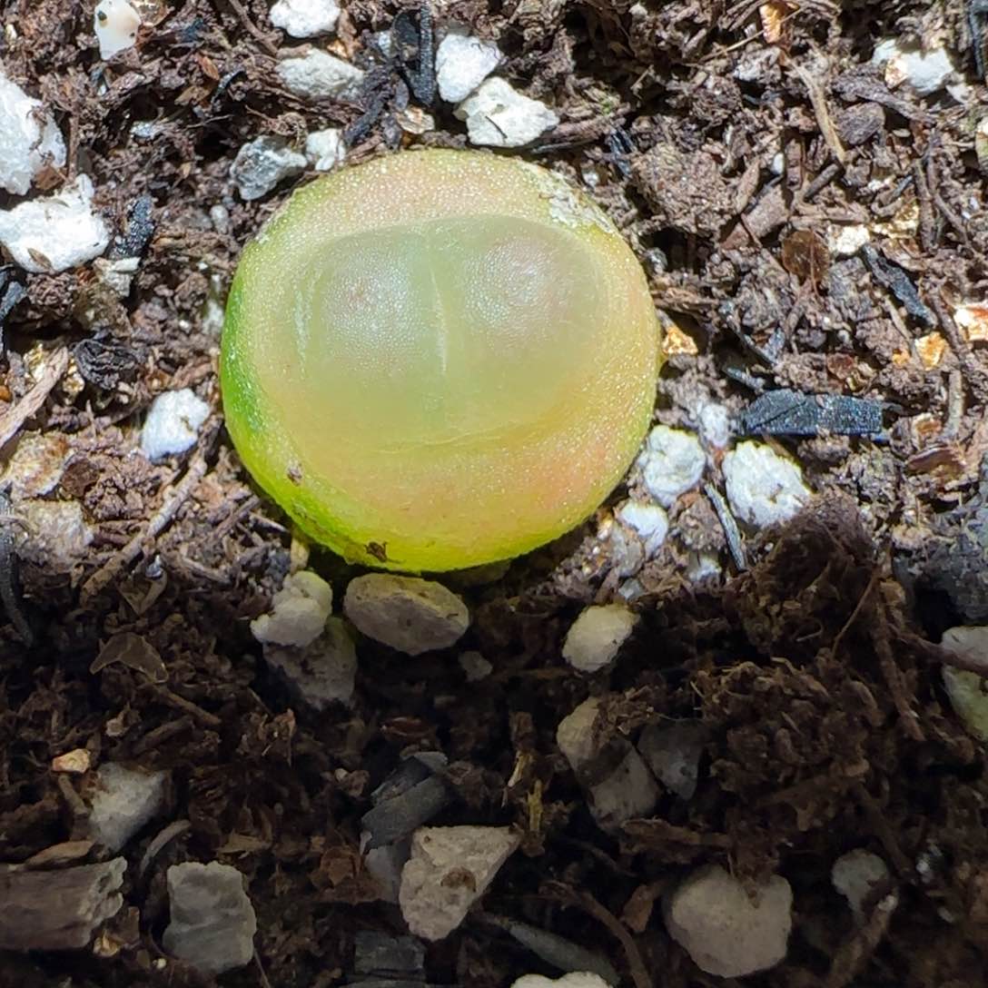 肉锥多肉植物百科-日式409