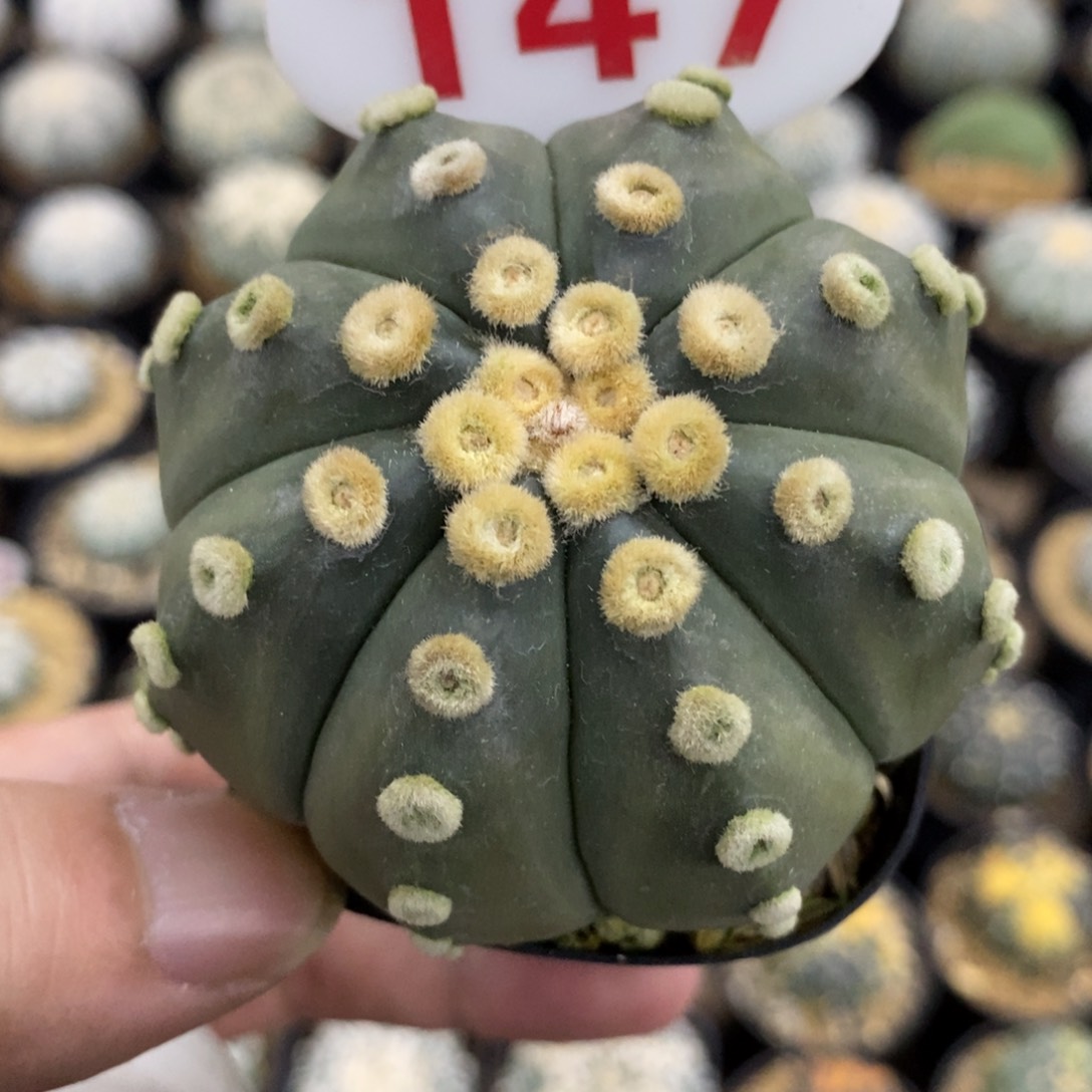 147大绒鸾凤琉璃兜