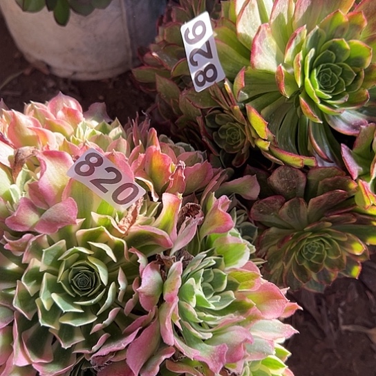 爱**豆多肉植物两个