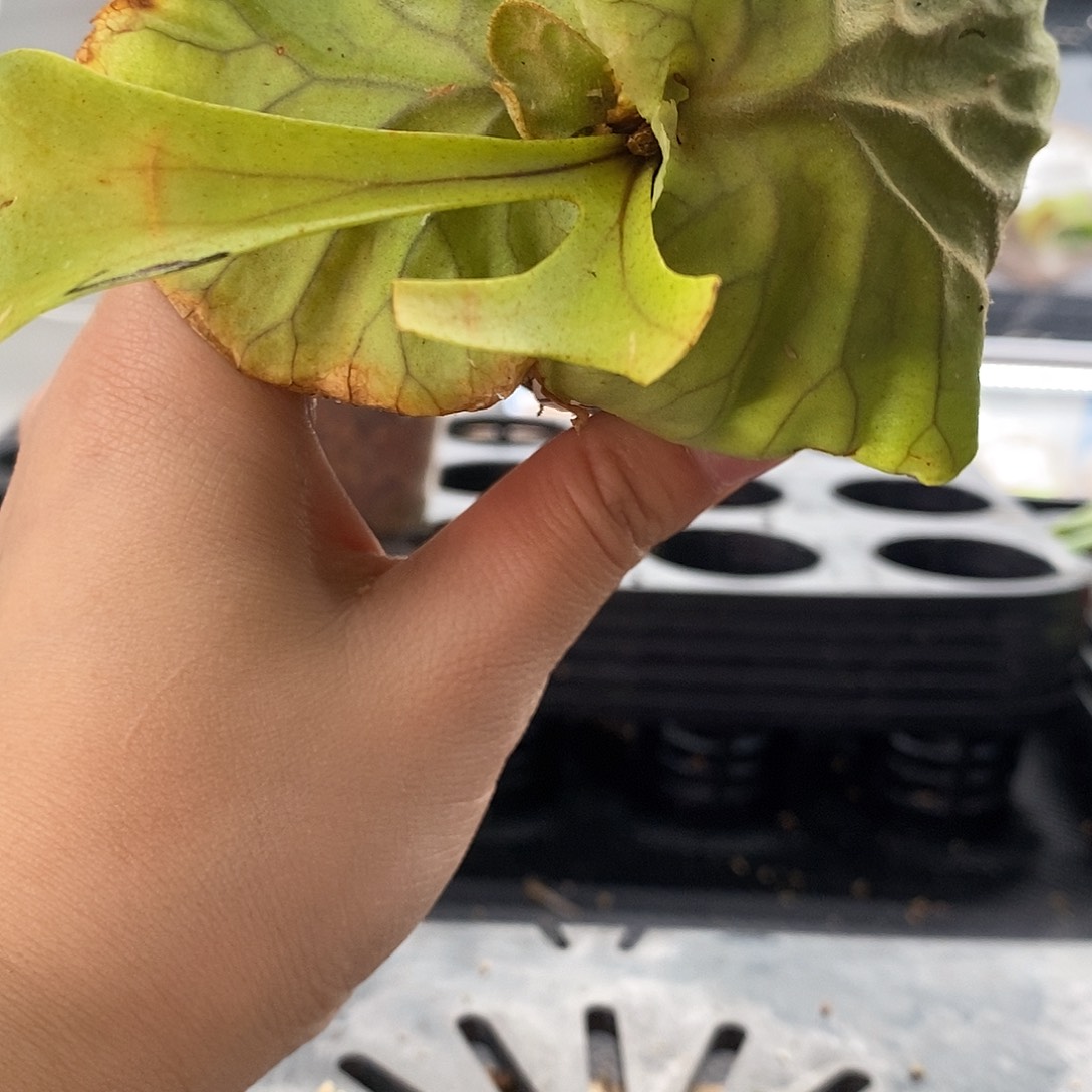 无花朵宽叶亚猴鹿角蕨
