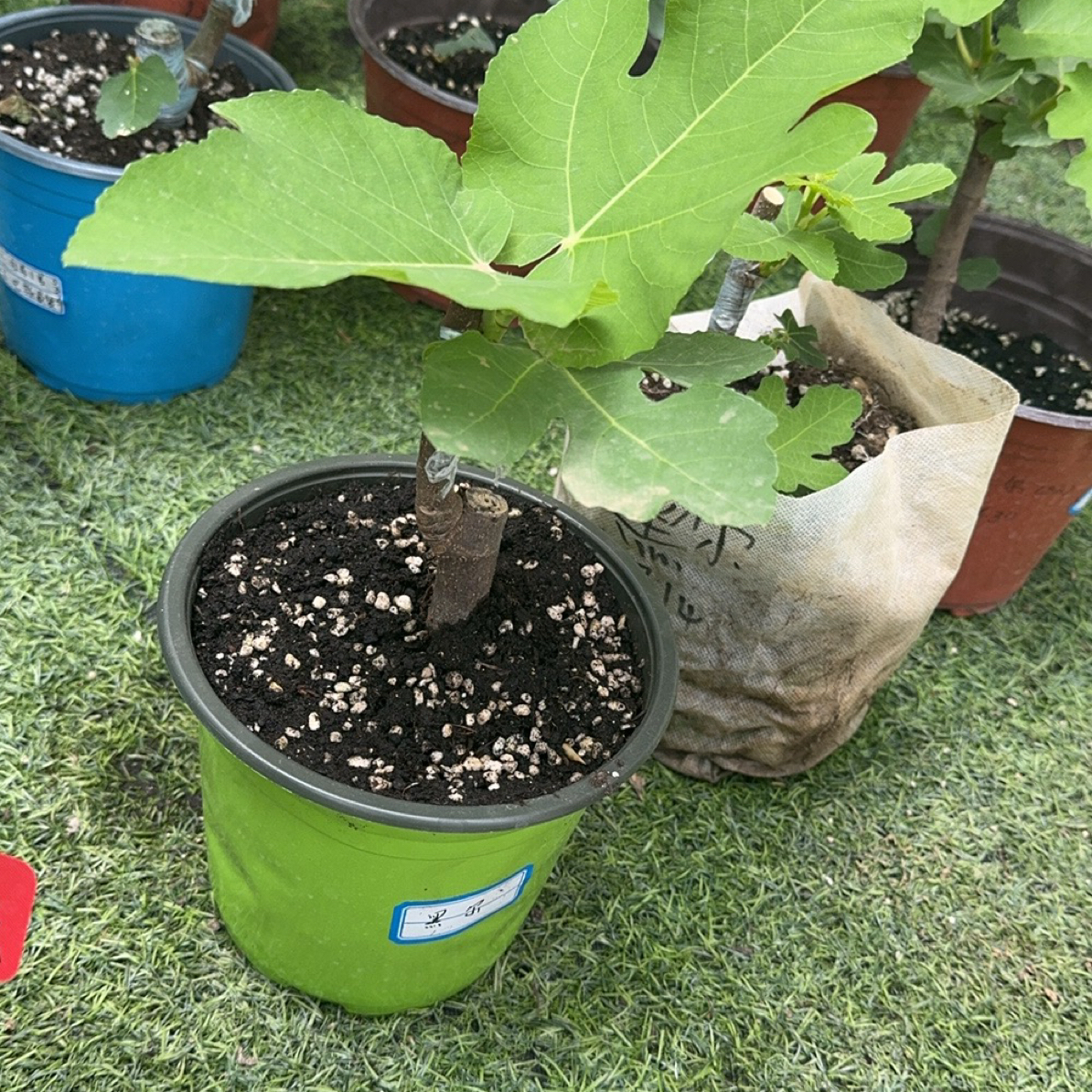 （黑尔欧版）花痴家无花果盆栽，地栽