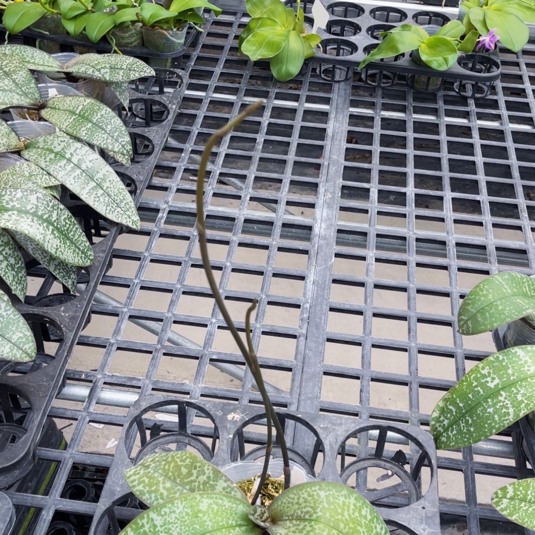 完全开放蝴蝶兰原生