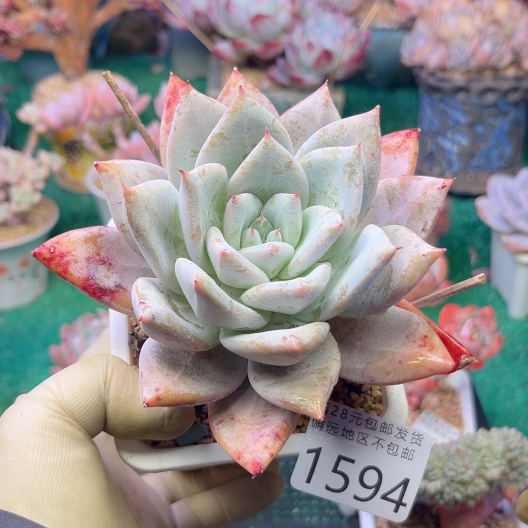 大1594，b d h x h x h b b