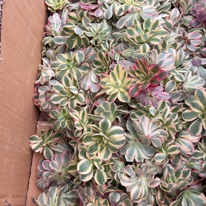 多肉植物如意砍头不售后3个