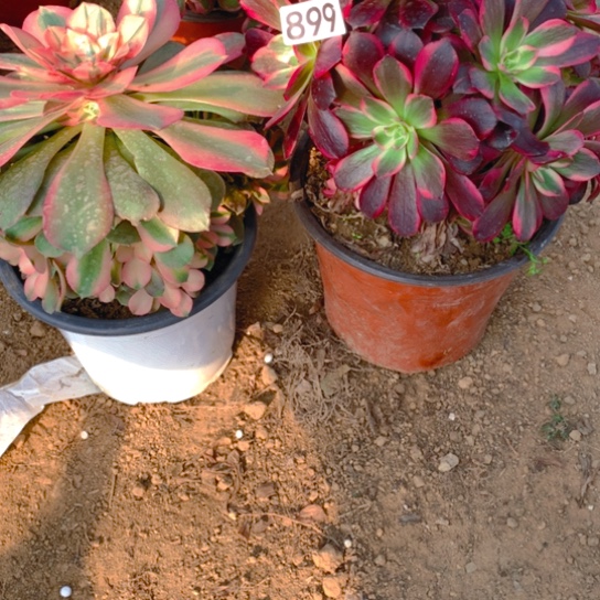 无花朵899组合2棵无售后