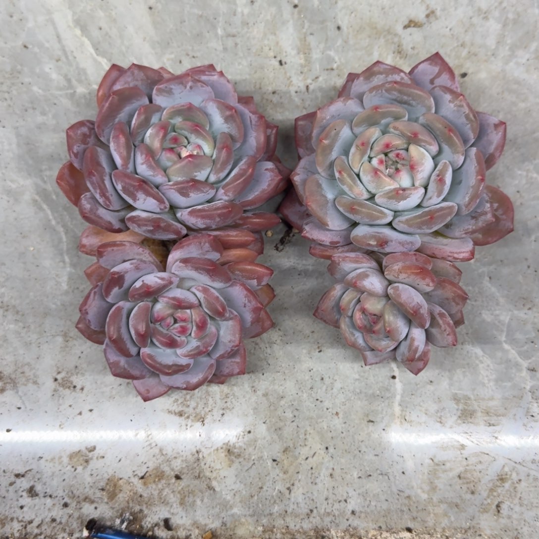 香橙 双头 2颗 一物一拍