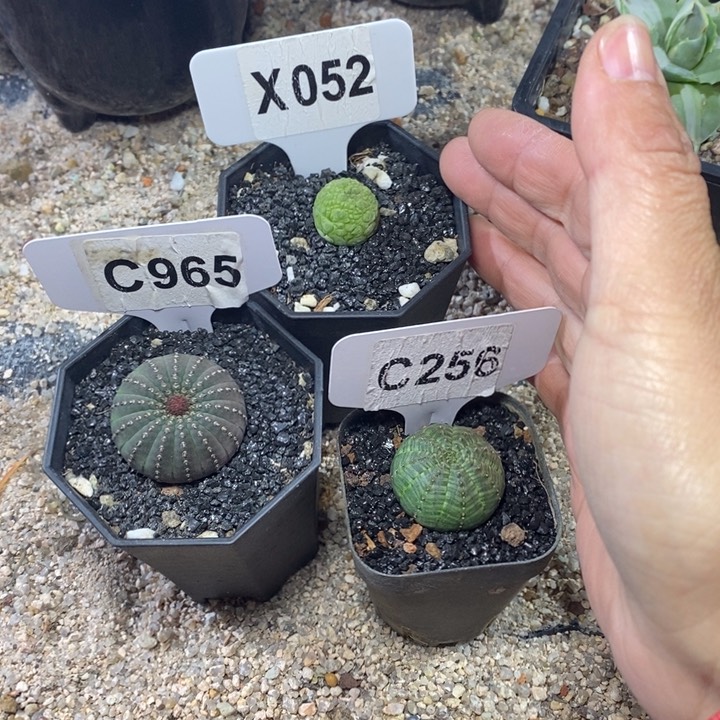 f****n福利 3 颗如图！！！