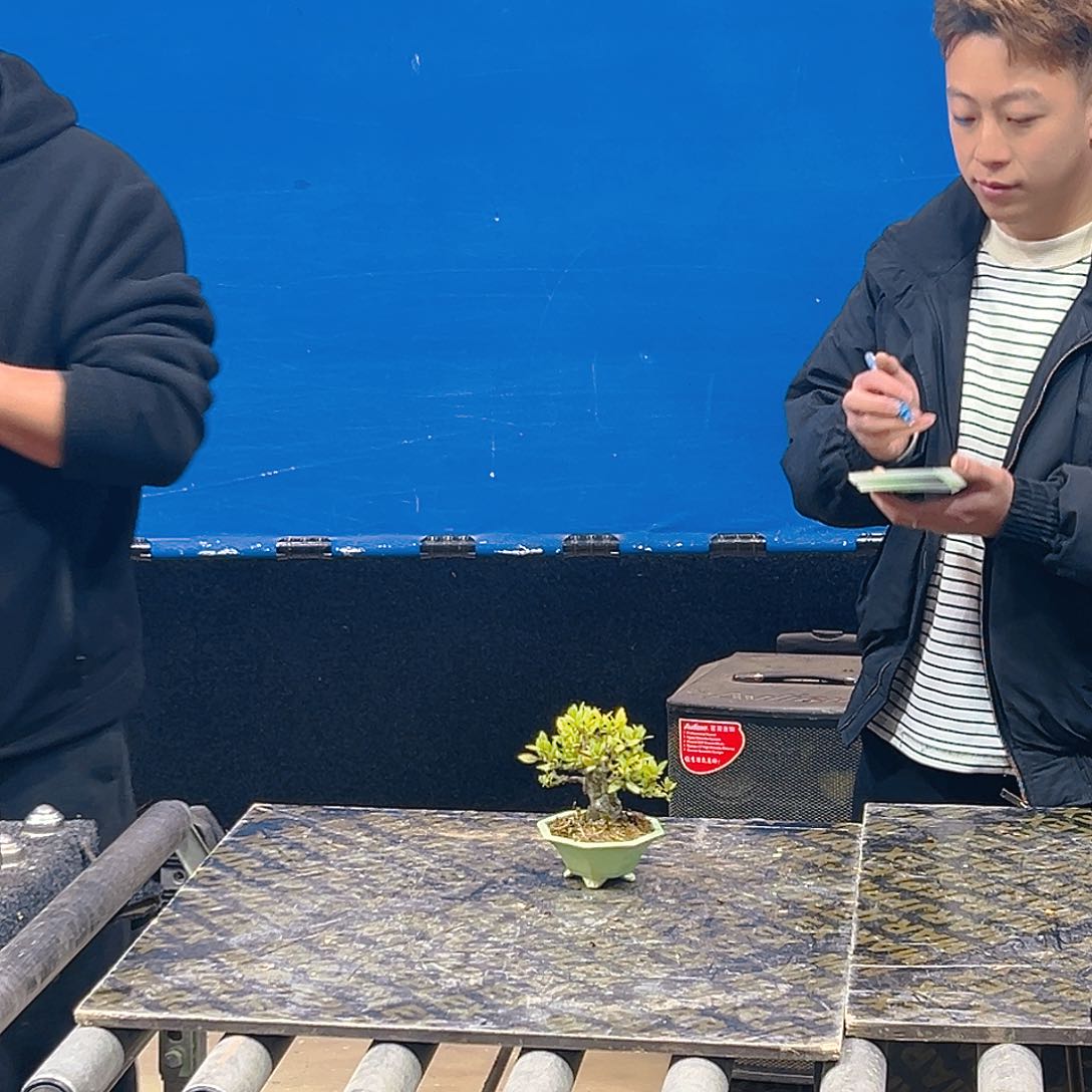 杂木盆景栀子花一物一拍