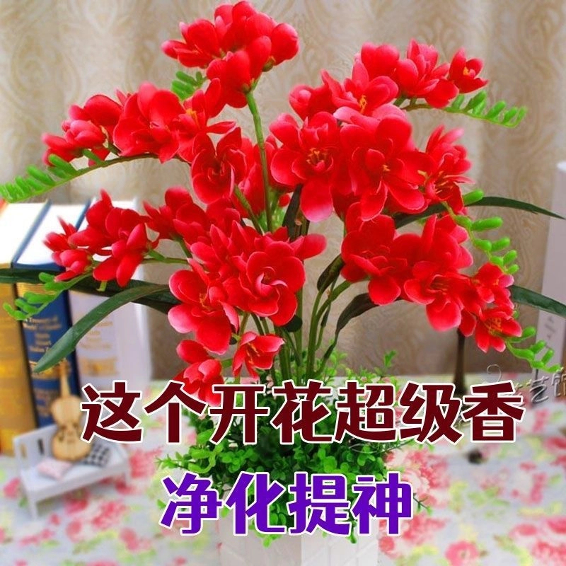 【四季开花】新品晚香玉球根驱蚊四季开花重瓣大花浓香型花卉盆栽