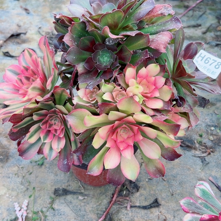 678香妃多肉植物妖桩