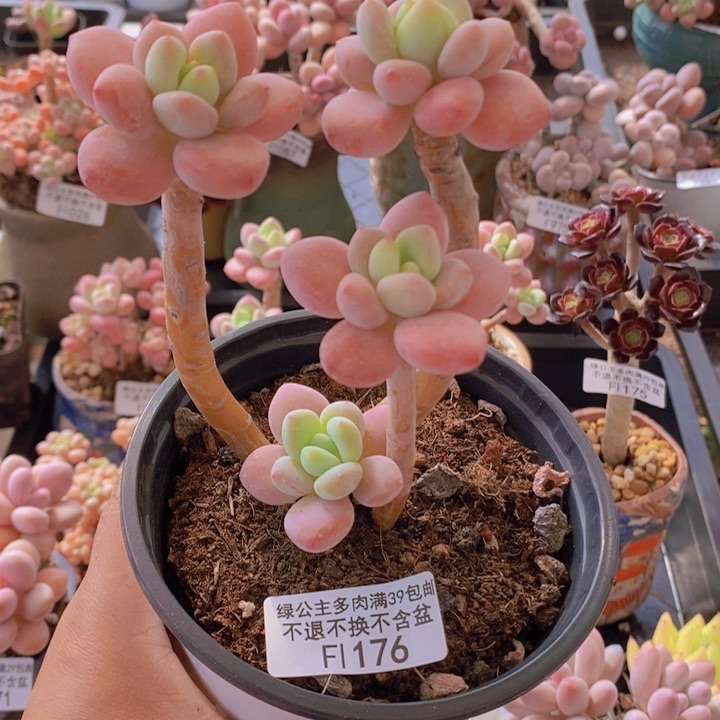 樱花洛神老桩176多肉植物