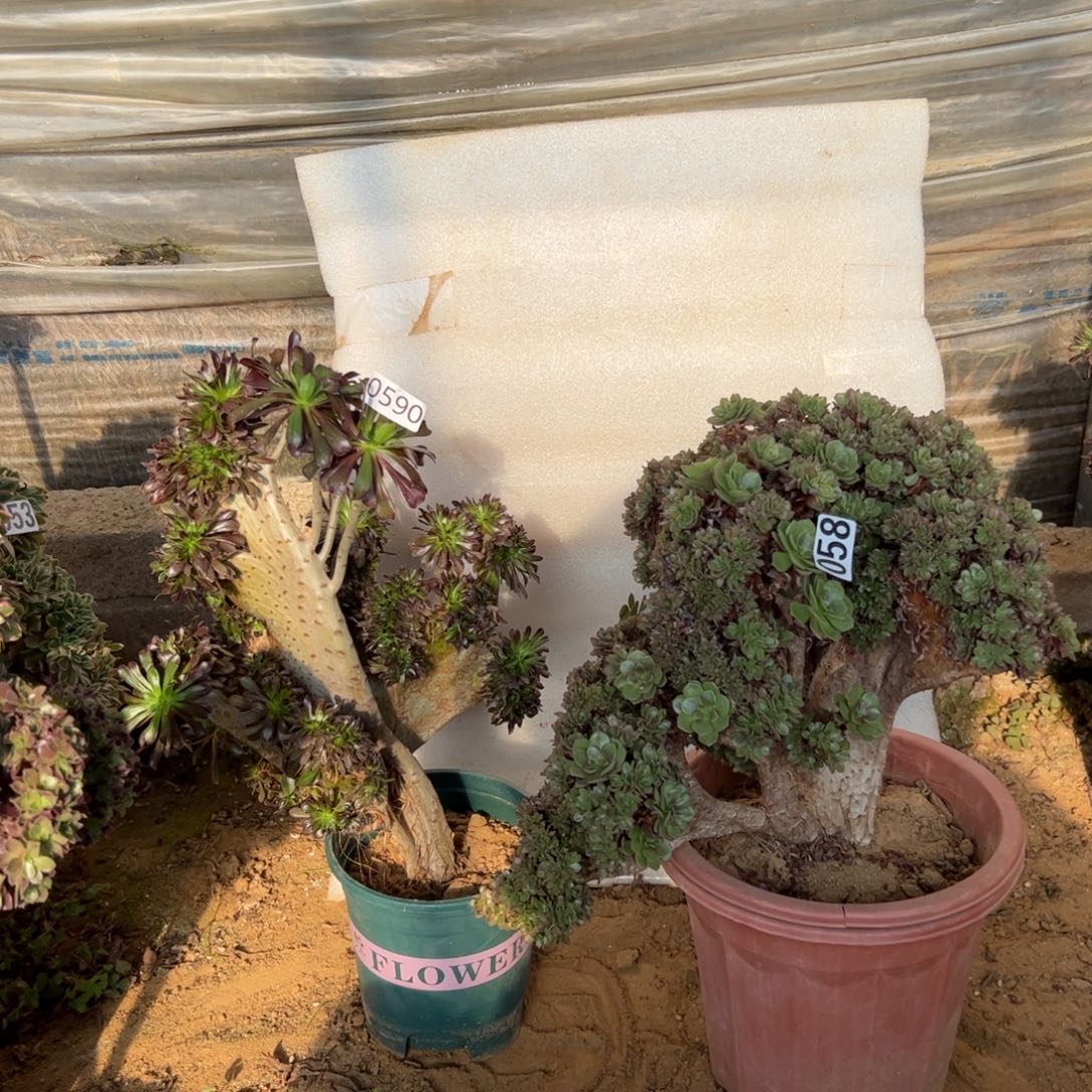 小***姐有伤两颗590.058万缀板薄