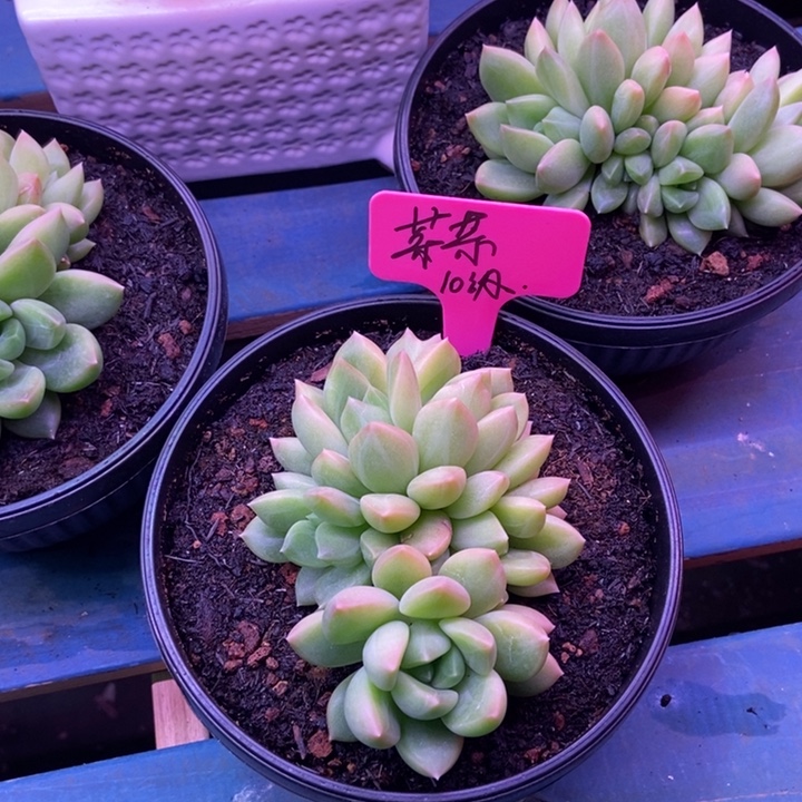 菜***啄10级福利补50多肉一颗