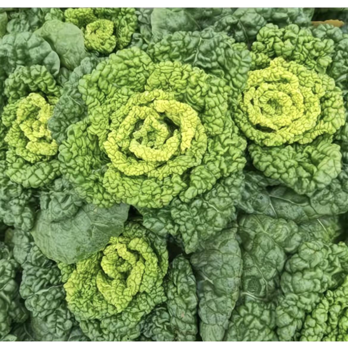 农家自种霜冻黄心菜黄心乌塌菜新鲜现摘脆嫩清甜火锅涮菜