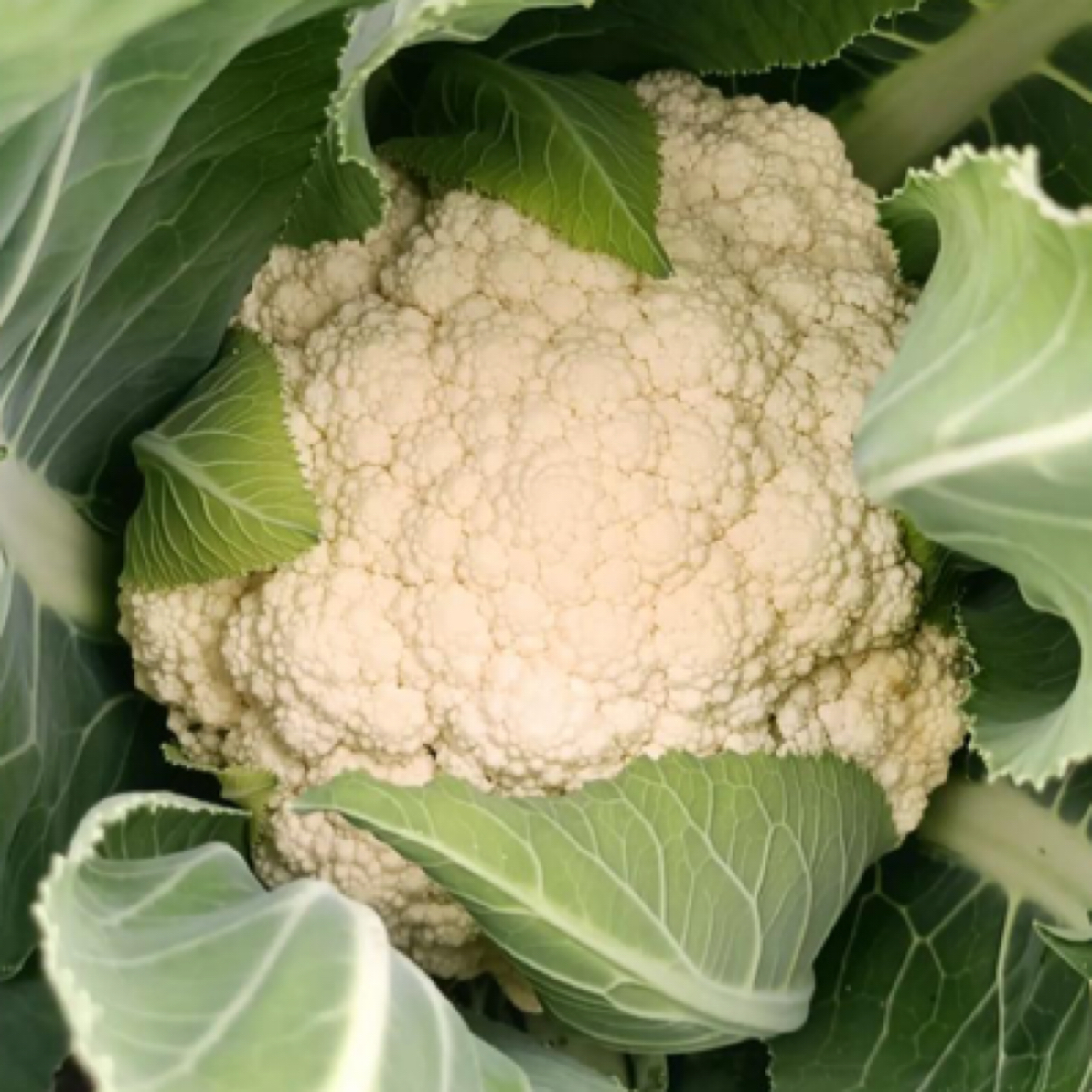菜花 新鲜蔬菜 现摘发货 密云农家大棚 3斤左右绿色蔬菜