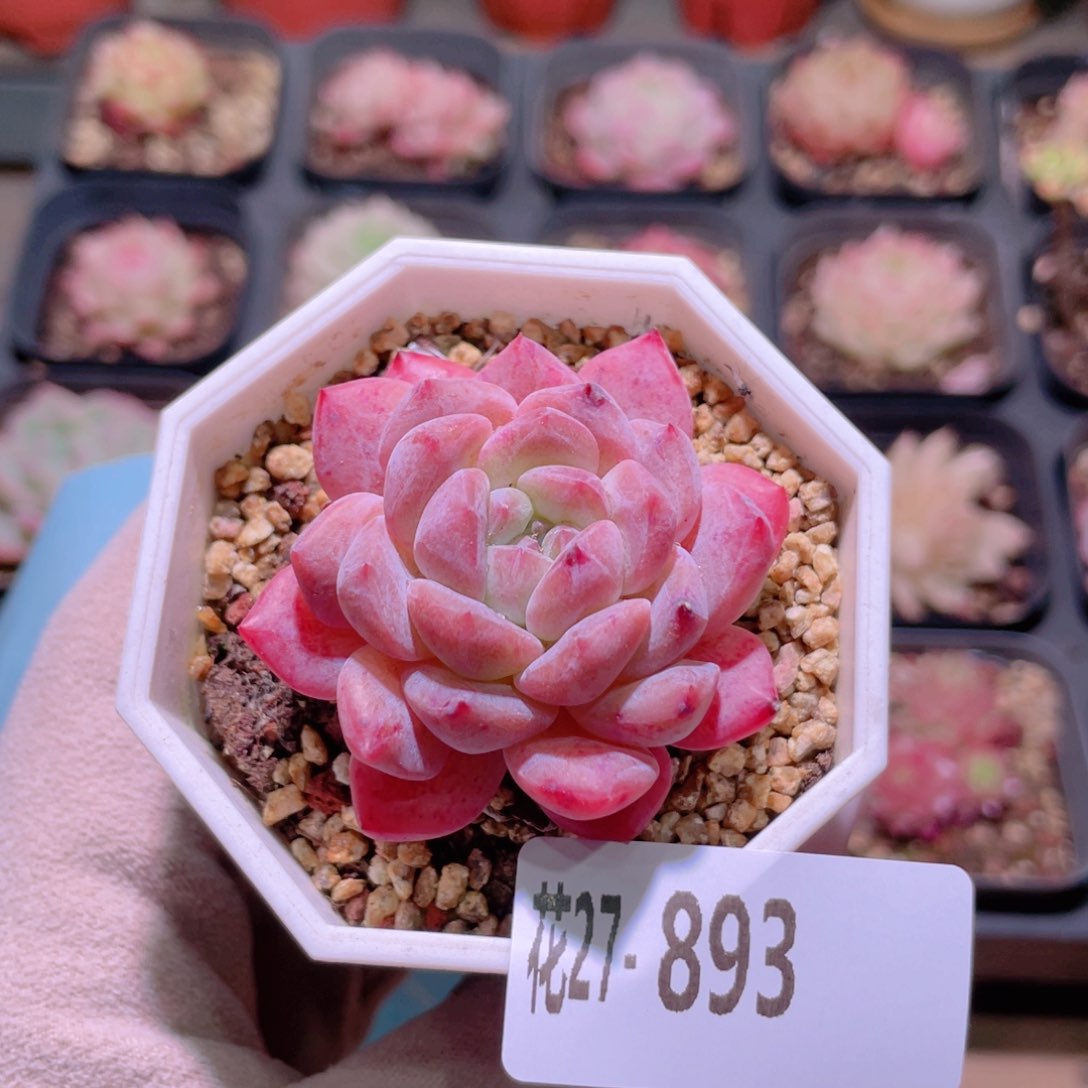 花利美27-893精选糖心