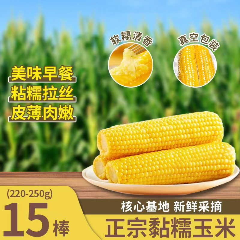 【免费试吃6棒】东北正宗黄糯玉米15棒东北产地直发糯玉米