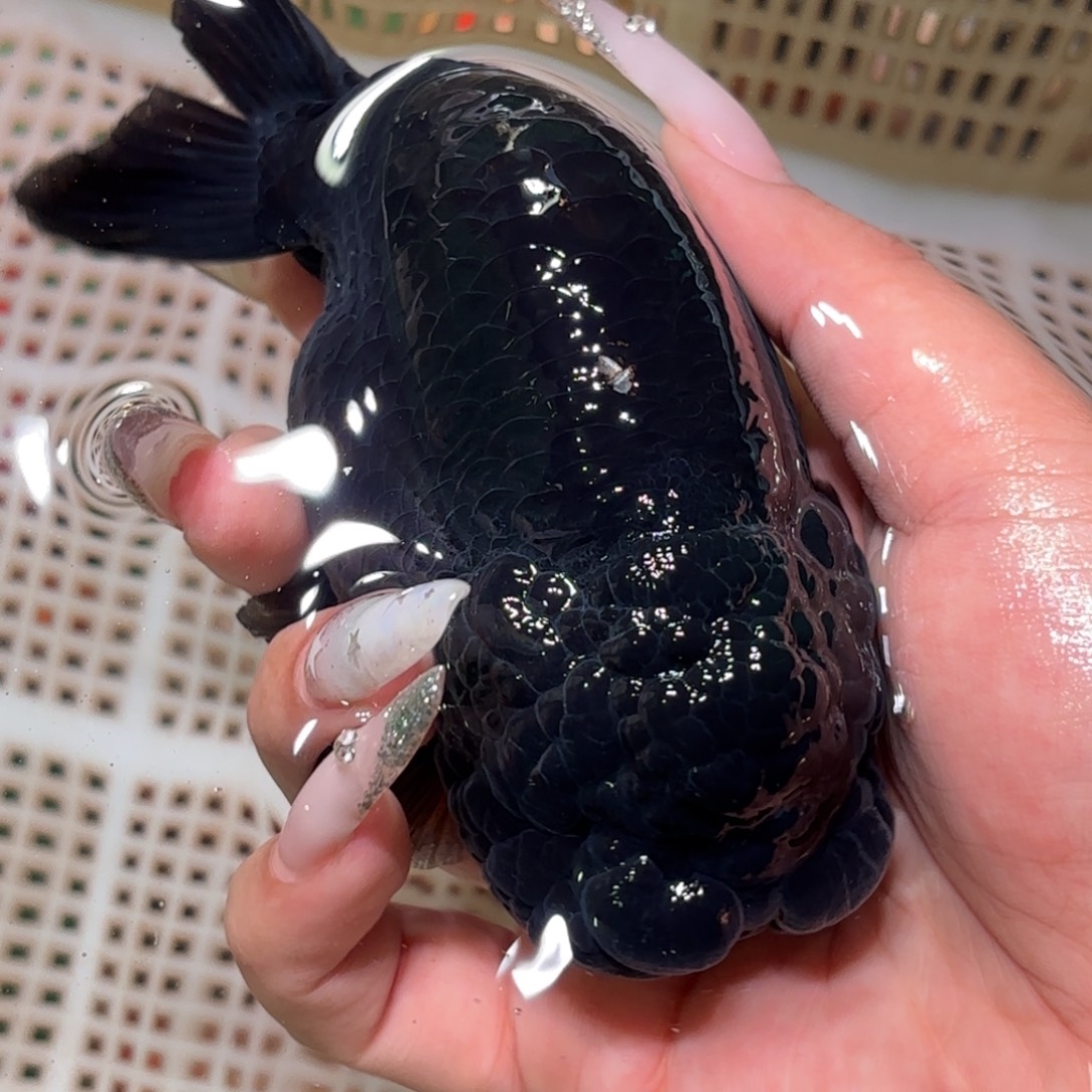 b***t金鱼拍包装包邮，不拍包装运费到付