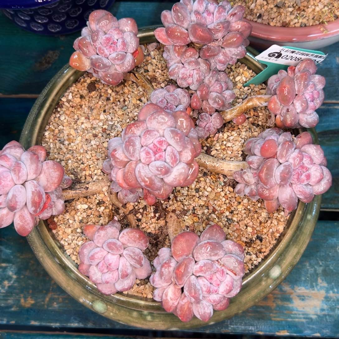 多肉一物一拍编号0208-106